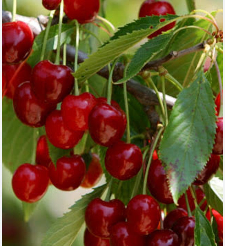 نهال گیلاس شاه دانه