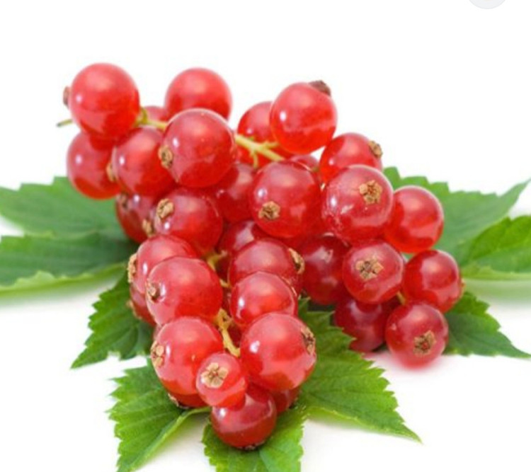 نهال کارنت درشت هلندی