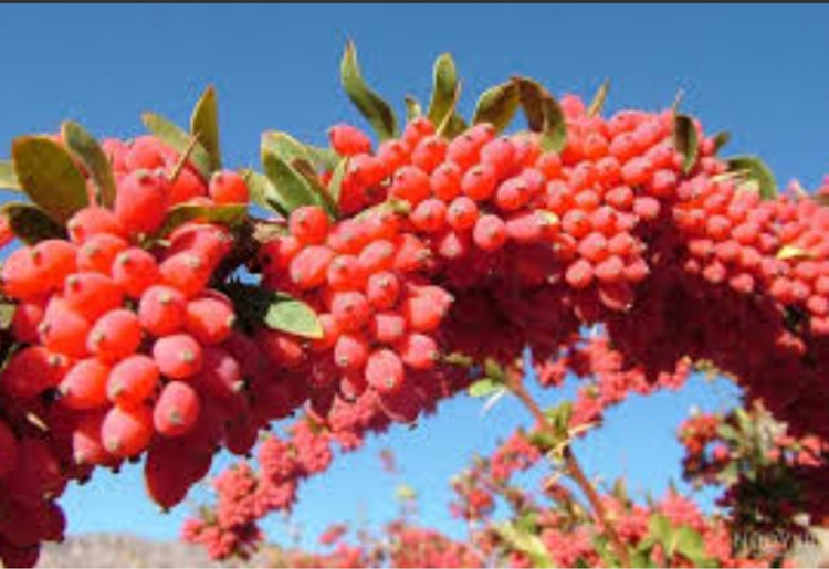 نهال زرشک بی دانه