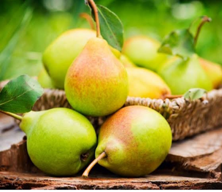 نهال گلابی پاکوتاه درگزی