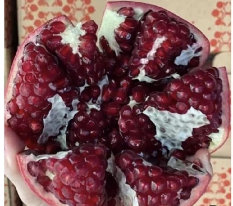 نهال انار اسرائیلی