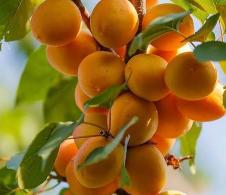نهال زرد آلو پرتقالی