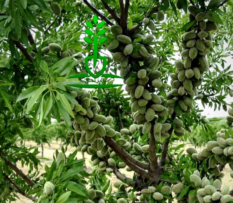 نهال بادام تونو