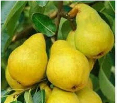 نهال گلابی شاه میوه