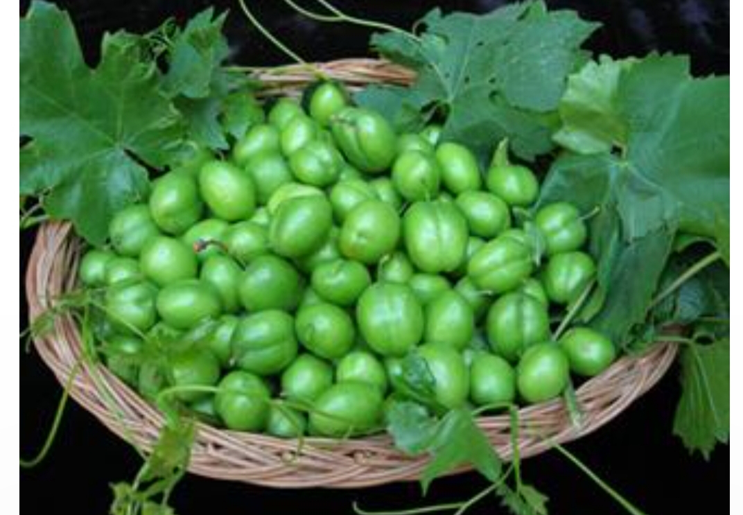نهال آلوچه قندی