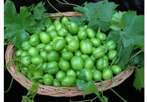 نهال آلوچه قندی