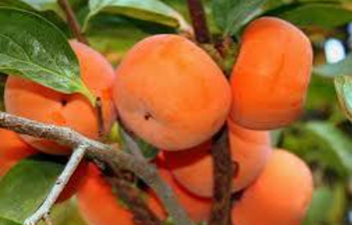 نهال خرمالو چینی سفت