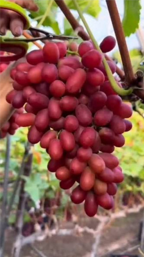 نهال انگور فلیم سیدلس فرانسه