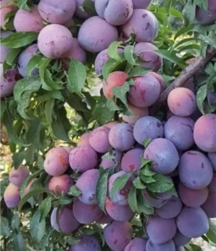 نهال آلو خاکی