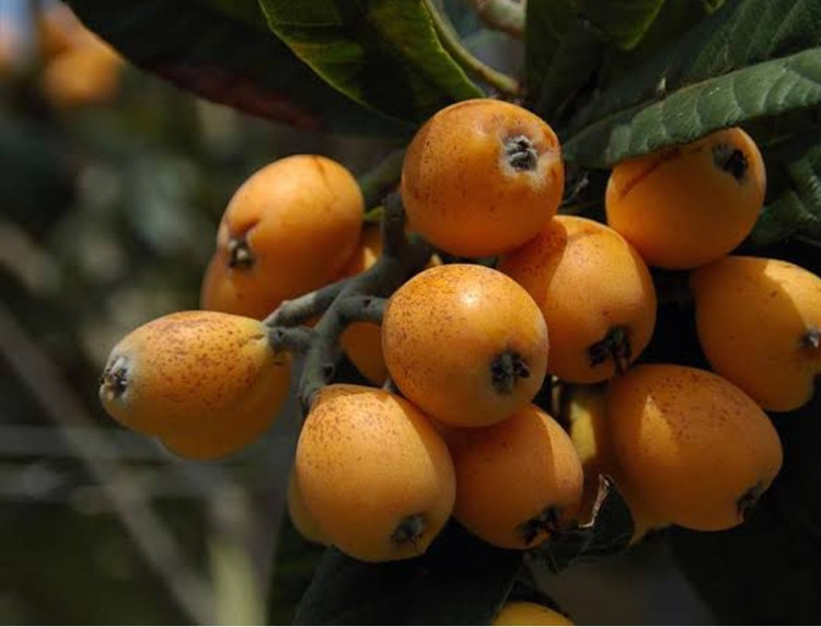 نهال ازگیل پیوندی (کندوس)ازگیل محلی