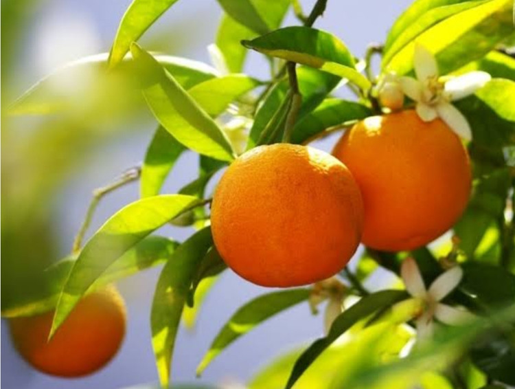 نهال بهار نارنج شمالی
