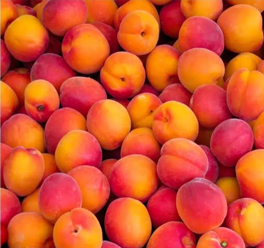 نهال زرد الو قرمز تبرزه