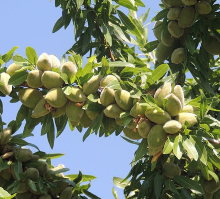 نهال بادام دیرگل آذر(نیمه کاغذی)