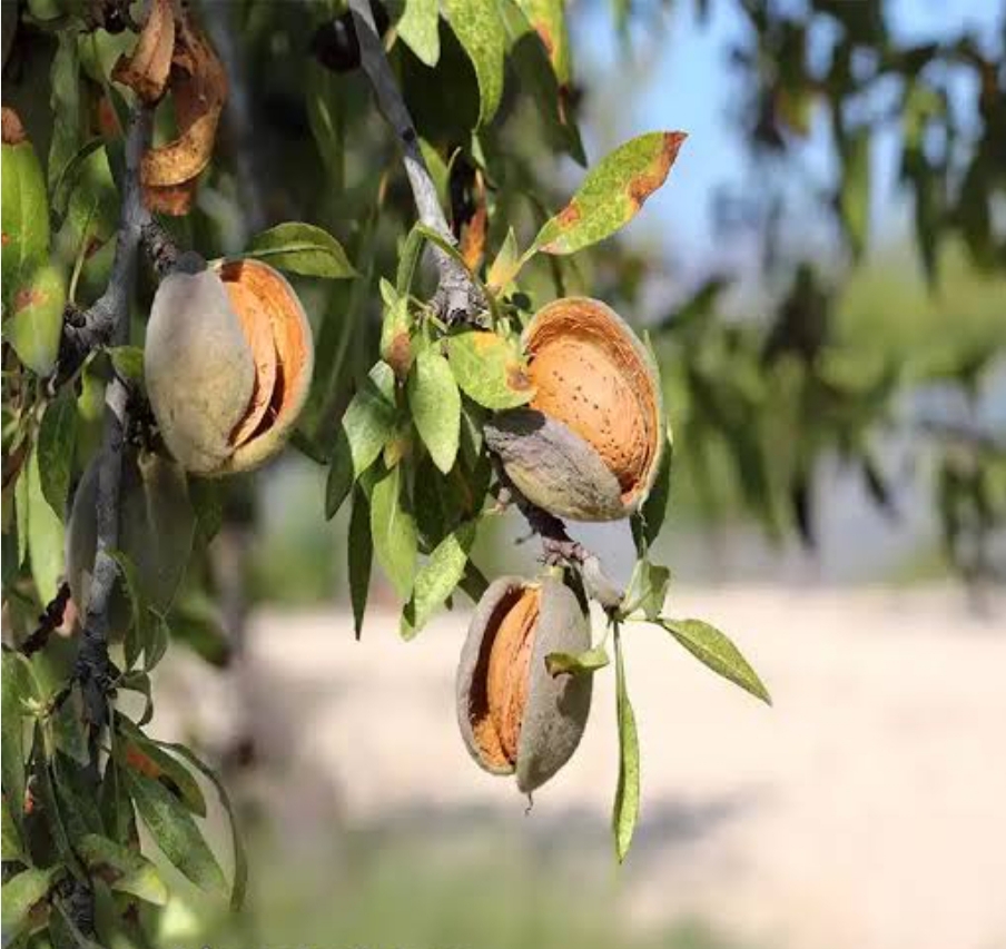 نهال بادام دیرگل آذر(نیمه کاغذی)
