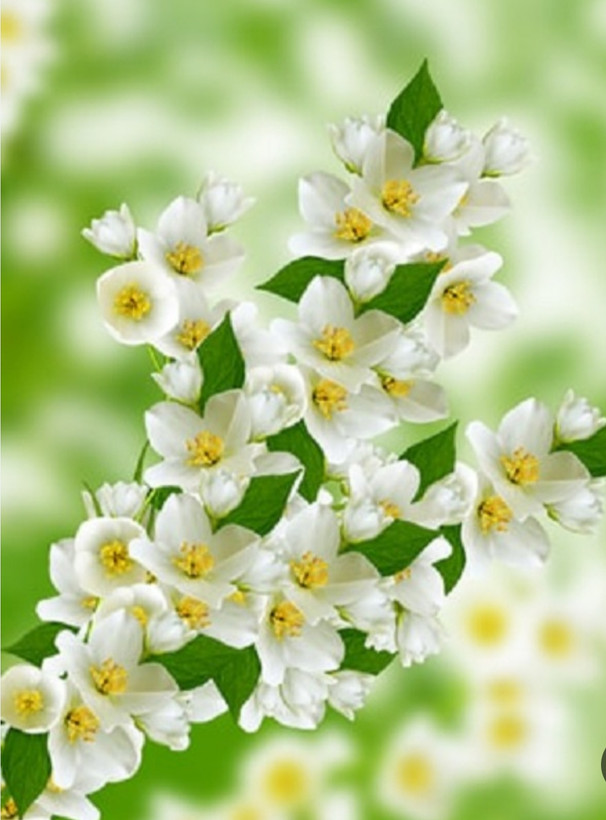 نهال گل یاس معطر