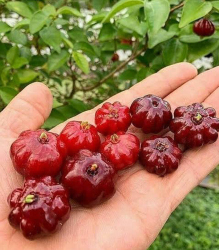 نهال گیلاس سورینام سیاه