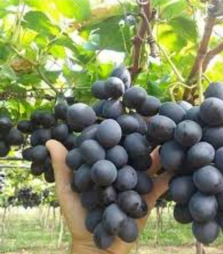 نهال انگور شامپاین فرانسه(ریشه پرس)