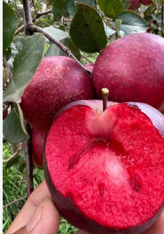 نهال سیب خونی