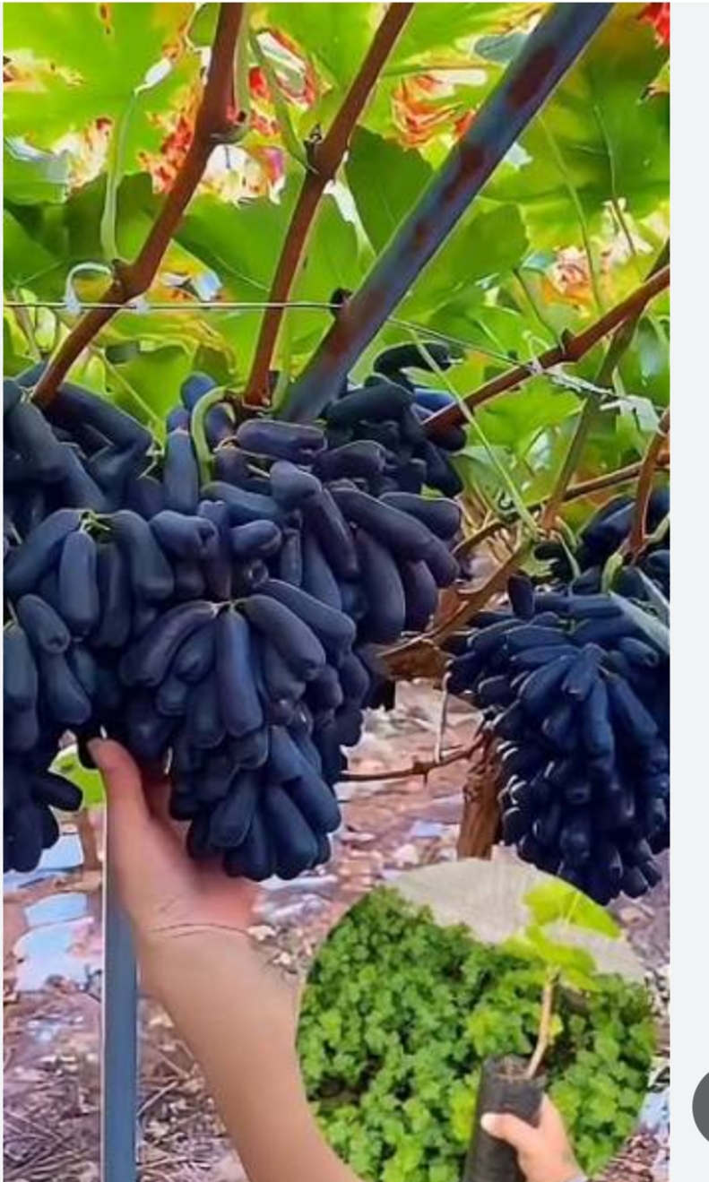 نهال انگور انگشتی