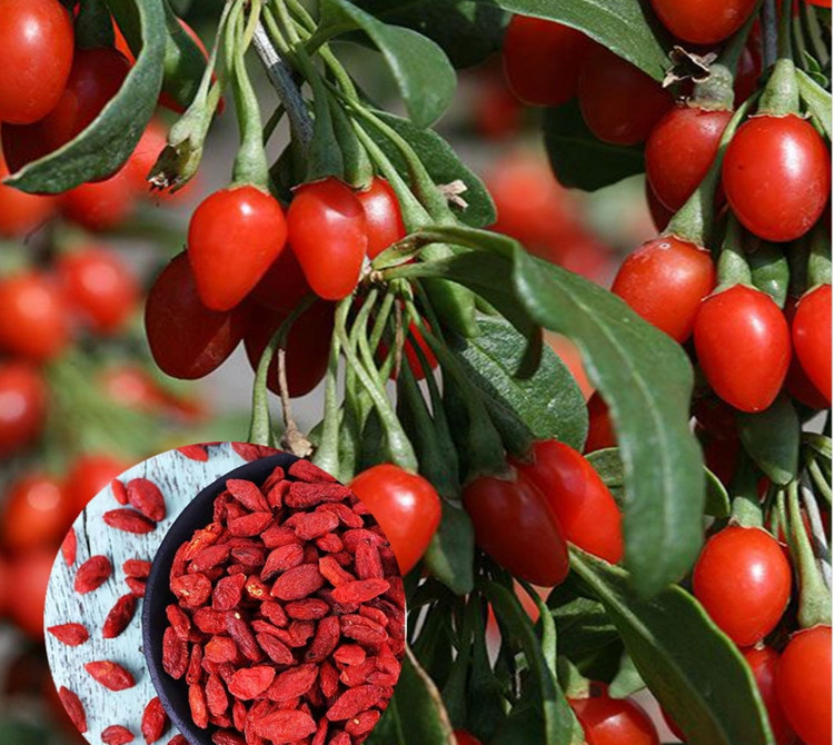 نهال گوجی بری پربار