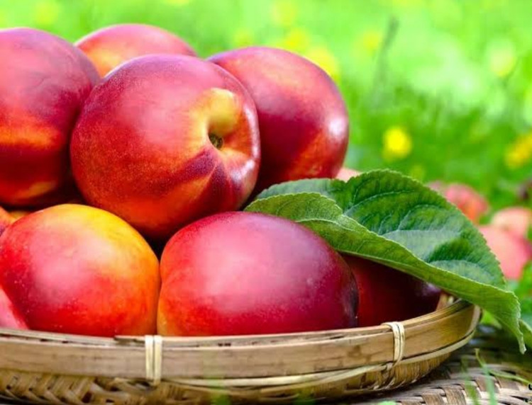 نهال شلیل سایز بزرگ بن دار
