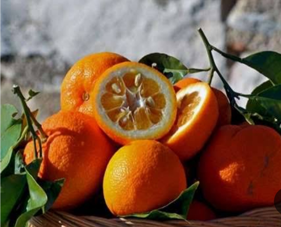 نهال نارنج شیرین چینی