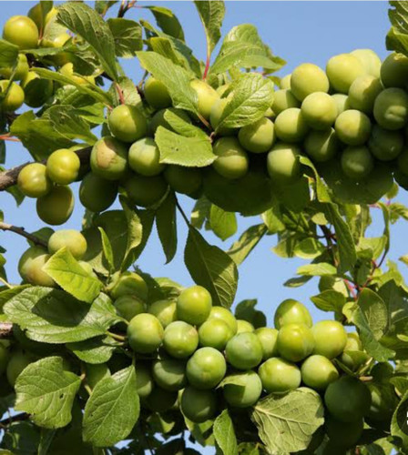 نهال گوجه سبز سردرودی