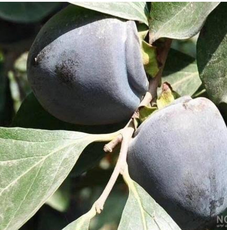 نهال خرمالو سیاه برگینه نهال