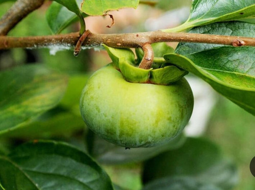 نهال خرمالو سبز