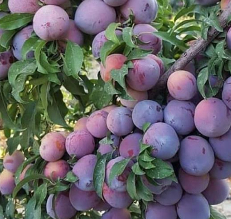 نهال آلو پفکی  کالیفرنیا