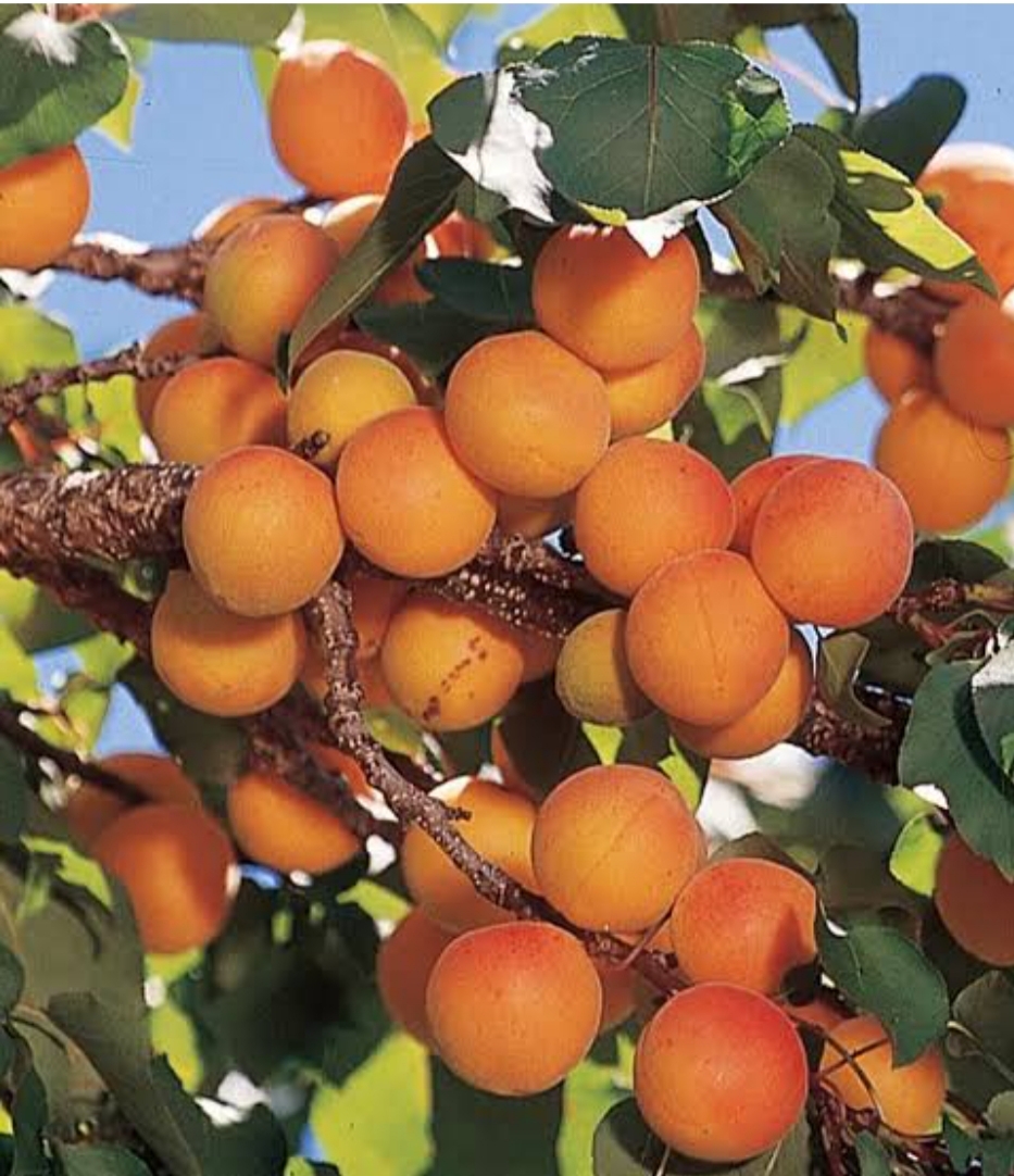 نهال زردآلو تبرزه پیوندی