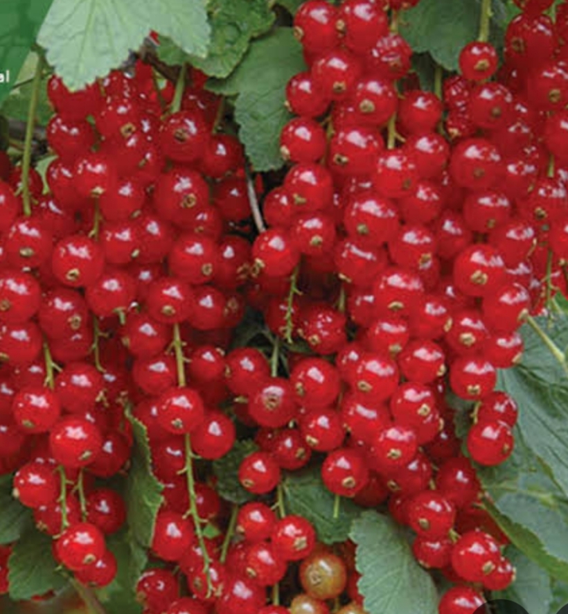 نهال انگور کارنت خوشه ای