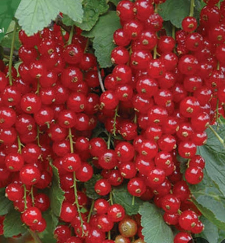 نهال انگور کارنت خوشه ای