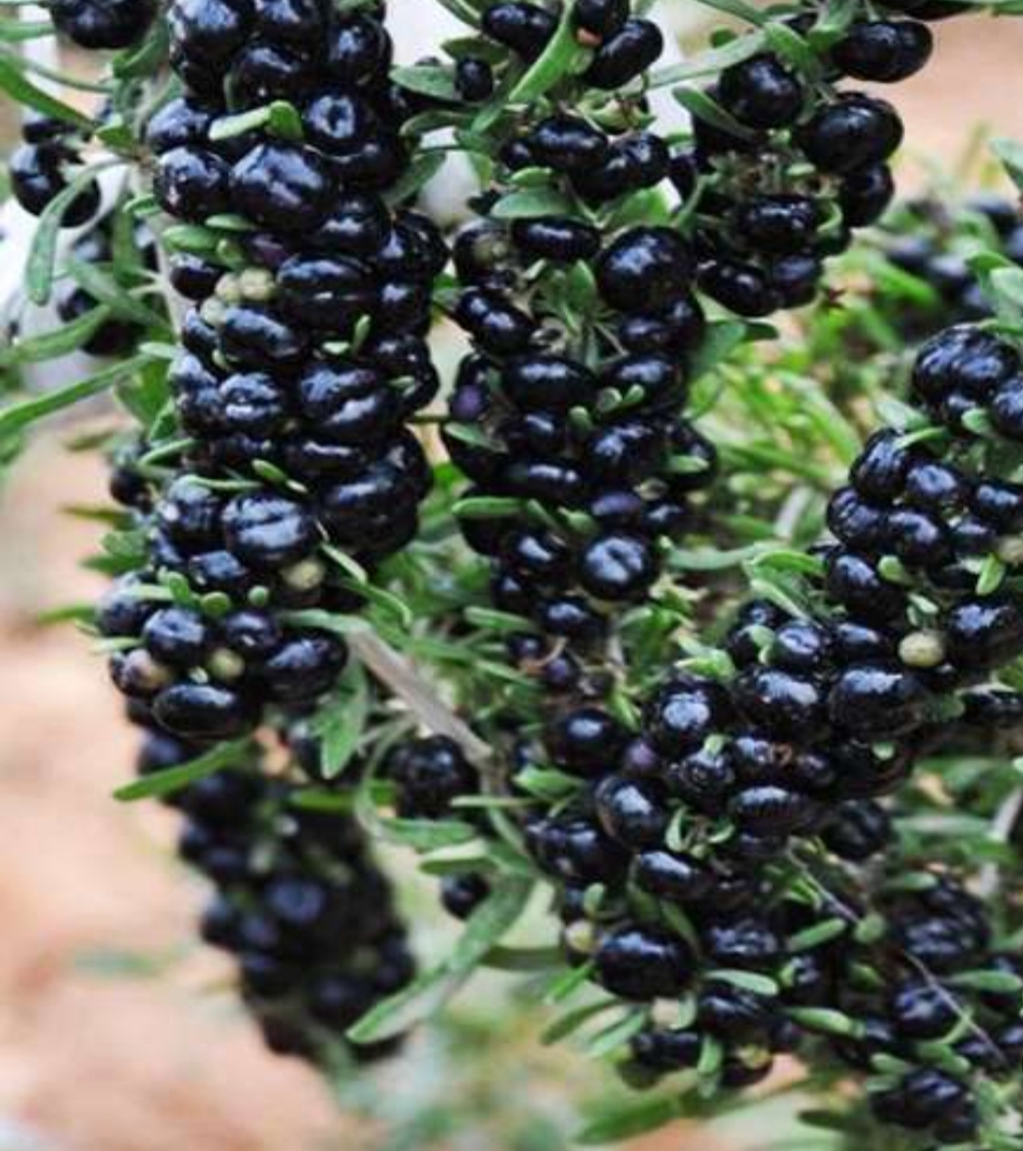 نهال گوجی بری سیاه