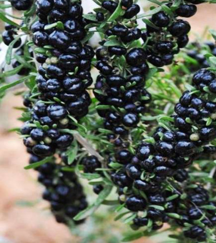 نهال گوجی بری سیاه