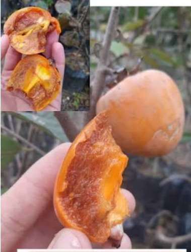 نهال خرمالو شکلاتی