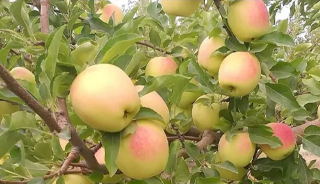نهال سیب گلاب تابستانی