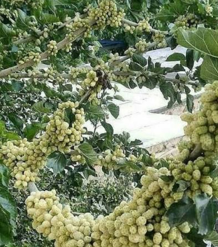 نهال توت سفید هرات