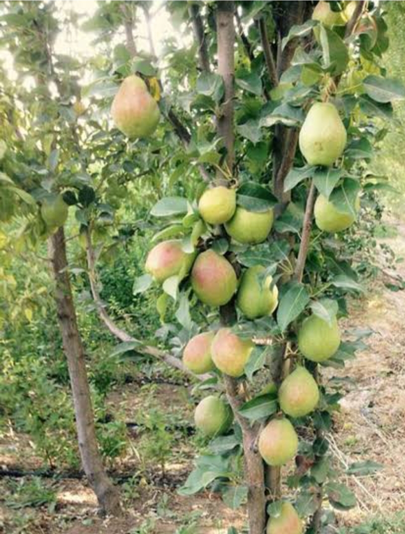 نهال گلابی درگزی