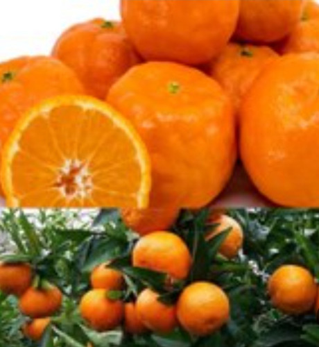 نهال نارنگی تایوانی پوست نازک