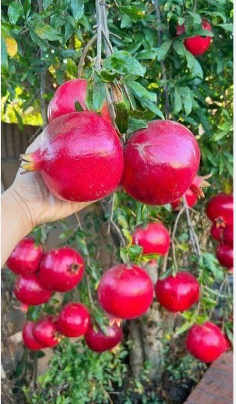 انار واندرفول آمریکایی