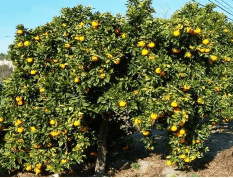 نهال لیمو شیرین درشت