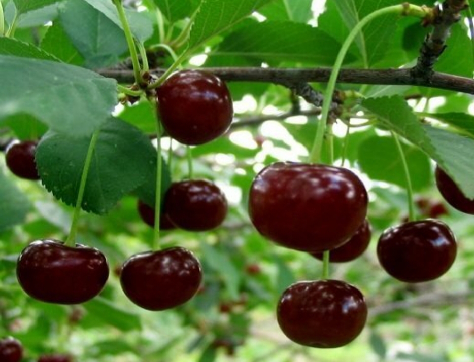 نهال گیلاس اشنویه