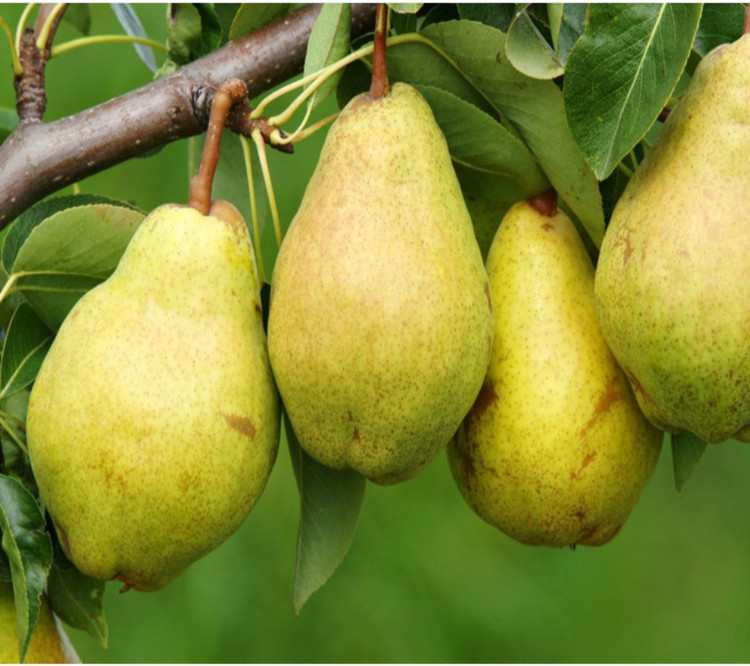 نهال گلابی درگزی دیررس