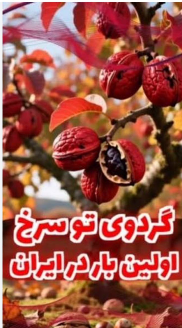 نهال گردو توسرخ
