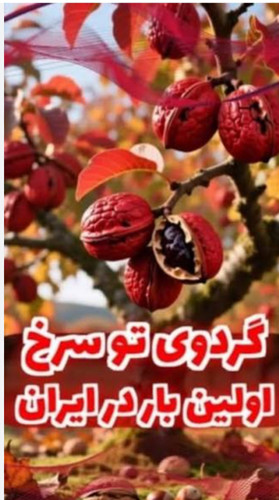 نهال گردو توسرخ