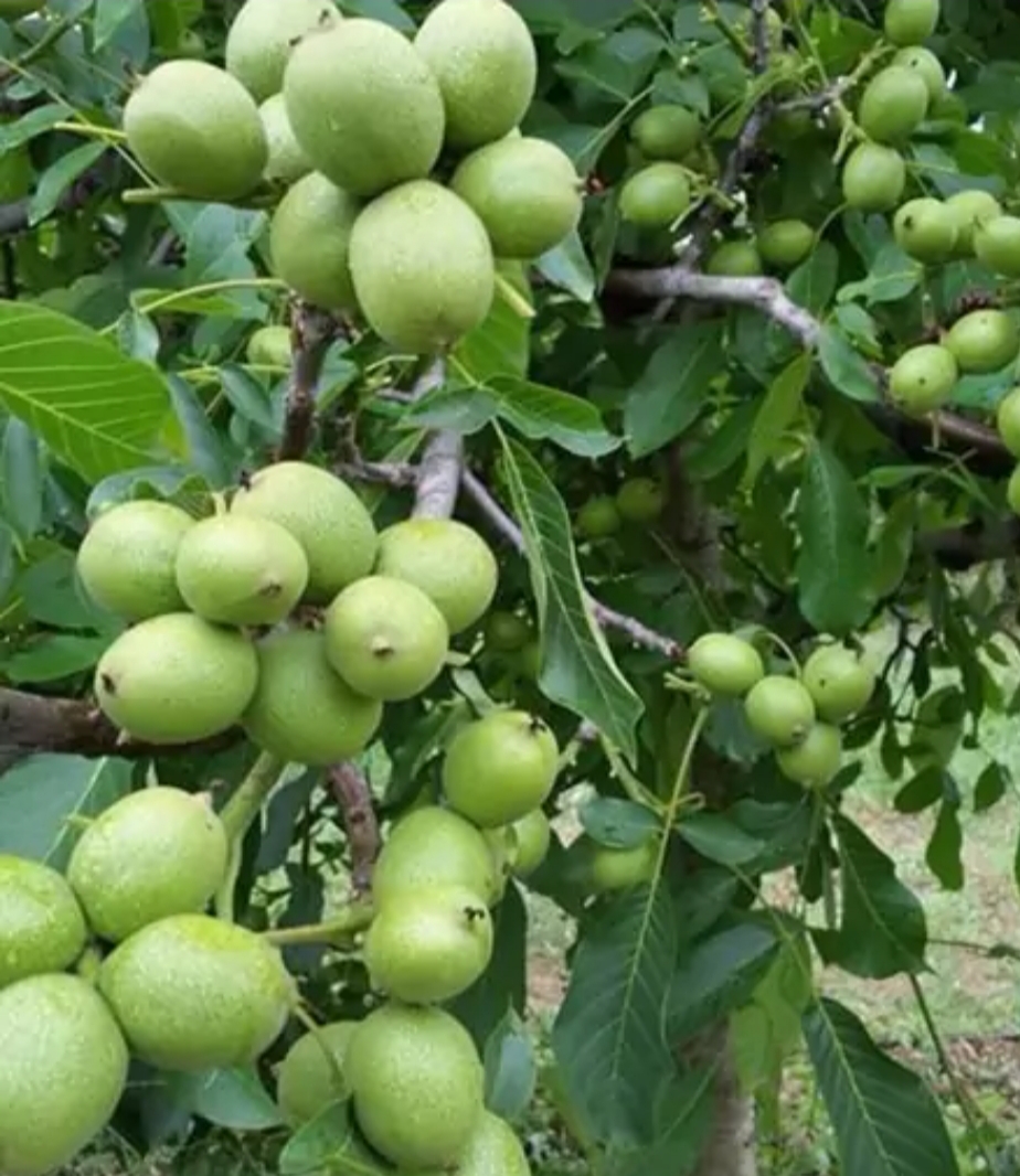 نهال گردو فرنور