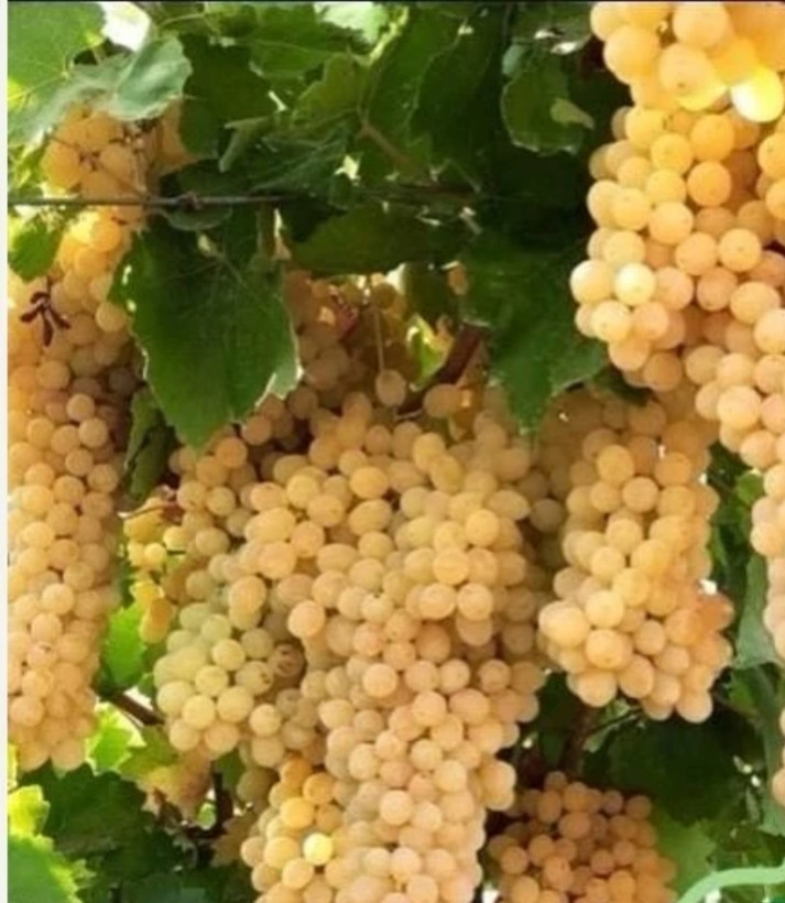 نهال انگور سفید بی دانه