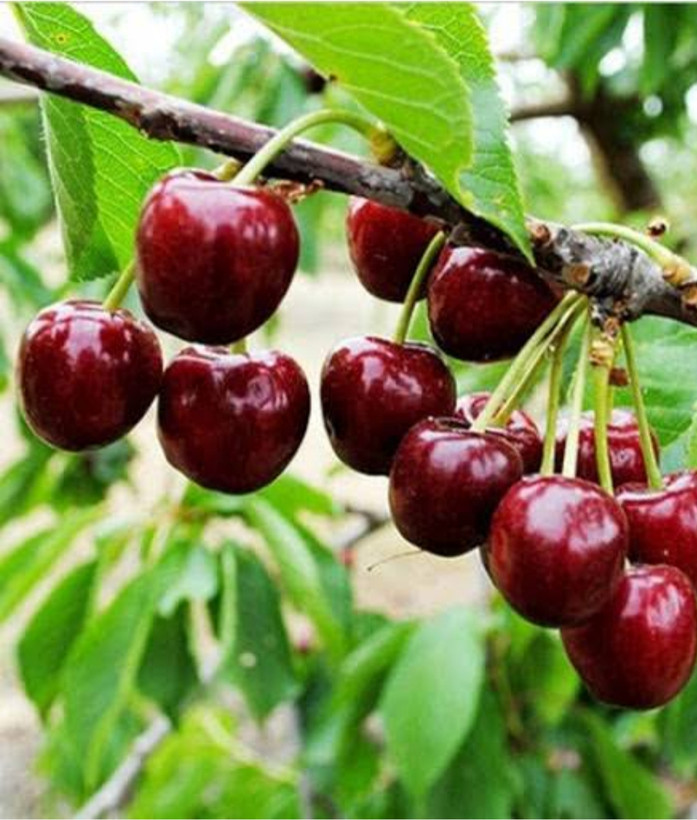 نهال آلبالو قجری