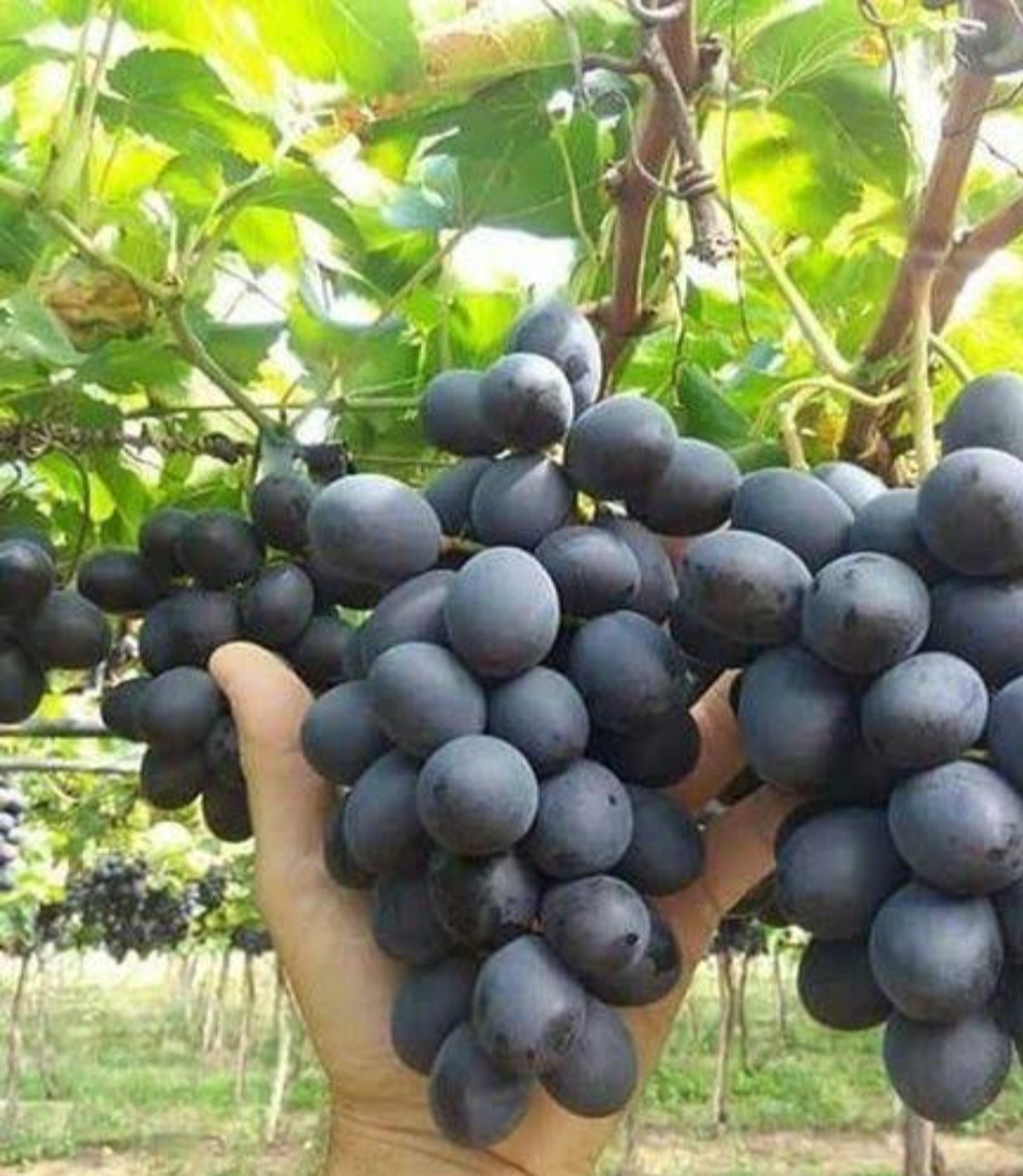 نهال انگور چامپایین